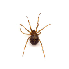Triangulate cobweb spider isolated on white background, Steatoda triangulosa