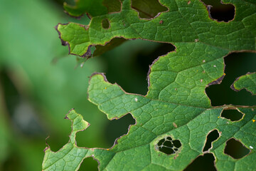 Green leaf eaten caterpillars, pests.