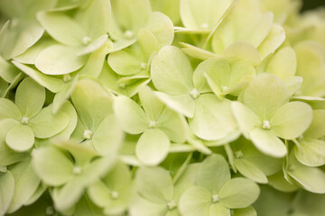 Delicate white flowers of Gortensia. The flowering bush of Hortensia. A small depth of field.