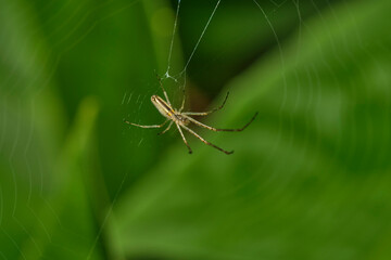 Spider with spider web close up outdoor