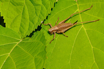 Grasshopper hides in the foliage of Gortensia. Macro photography.