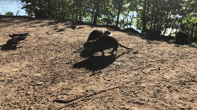 Nutria, auch Biberratte oder seltener Sumpfbiber genannt am Ufer eines Flusses.