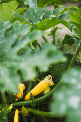 Young Yellow Zucchini Or Courgette In Summer Garden