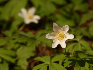 Fototapeta premium Wood anemone (Anemone nemorosa) - white early-spring flowers and green leaves, Poland