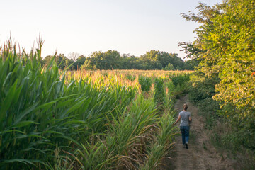 Autumn walk through corn field in heartland midwest before harvest - obrazy, fototapety, plakaty