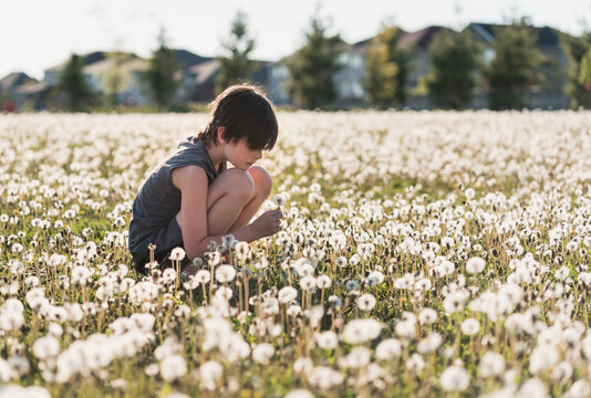 Boy sitting in a grassy field full of dandelions on summer day.