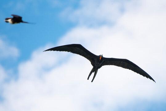 A male Frigatebirds flying at Esp&radic;&ne;ritu Santo Island.