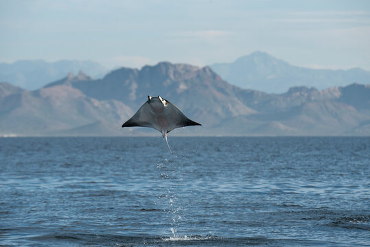 A Mobula Manta Ray jumping out of the water at Esp&radic;&ne;ritu Santo Island.