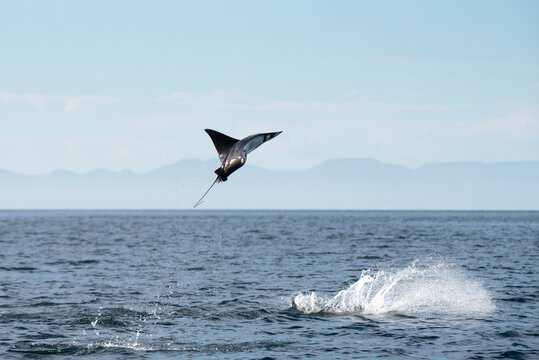 A Mobula Manta Ray jumping out of the water at Esp√≠ritu Santo Island.