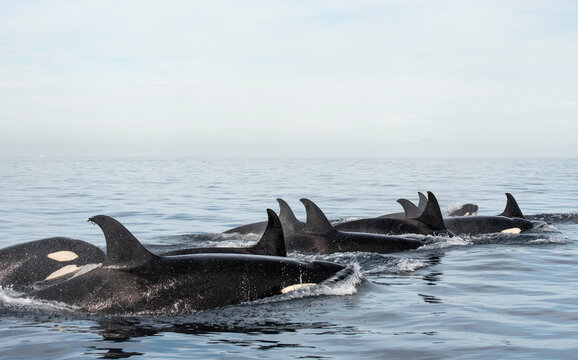 A group of orcas swimming near Espiritu Santo Island.