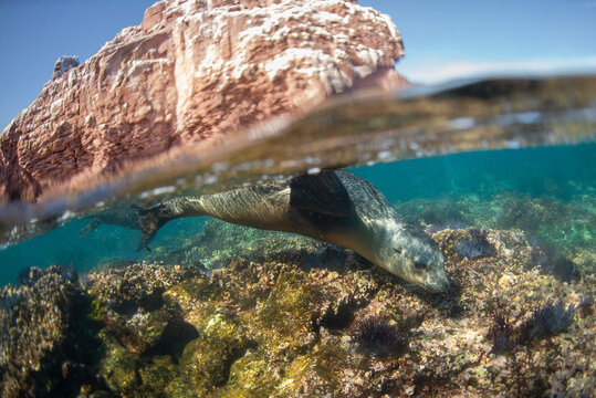 A sea lion swimming underwater at Esp&radic;&ne;ritu Santo Island.