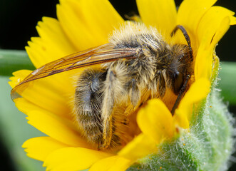 Little honeybee sleeping into flower