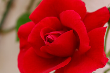 Red flower rose close up