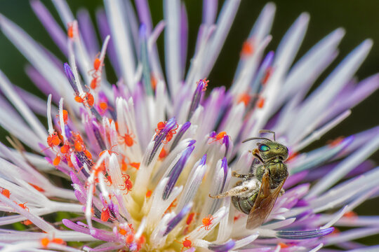 Massive Infestation Of Very Little Red Spiders With Bee Watching The Scene In The Flower