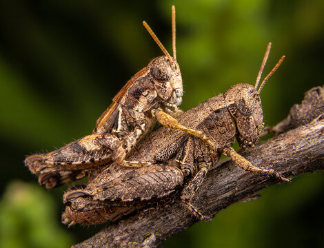 Close up of band winged grasshoppers mating on branch