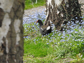 Black bird by the birch tree and blue flowers