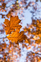 Naklejka na ściany i meble Selective focus of fall oak tree foliage. Golden color leaves with bokeh during autumn season