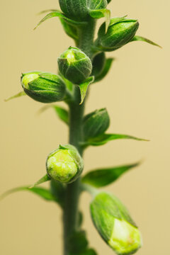 Closeup Of Flower Bud - Fox Glove