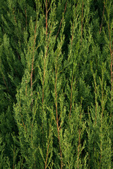Natural texture and pattern. Closeup view of a Cupressus sempervirens Stricta, also known as Italian cypress tree, beautiful green foliage. 