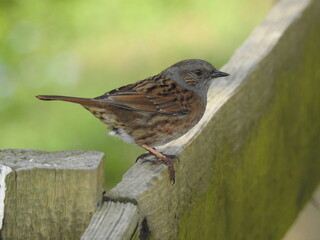 Little bird on a wooden fence