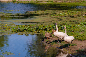 Trumpeter swans join mallard ducks in eclipse plumage on the bank of a lake. Female swan shows off balance skill by standing on one leg.
