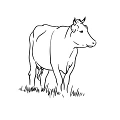 Cow on the field. Vector hand drawn illustration on white background.