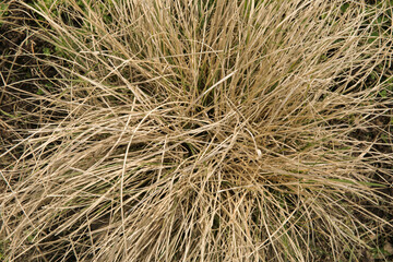 Natural texture and pattern. Grasses. Closeup view of Pennisetum villosum grass, also known as Feathertop grass, growing in the field. 