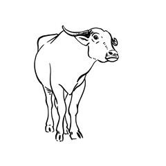 Vector sketch of yak. Hand drawn linear illustration. Vector hand drawn illustration on white background.