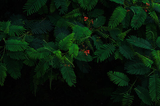 Green peacock flower leaves texture in dark tone background