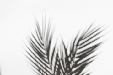 Palm leaves and their shadow on an white background.