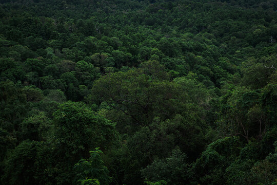 Deep green jungle forest background