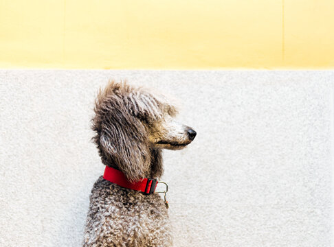 Side view of poodle dog sitting outdoors