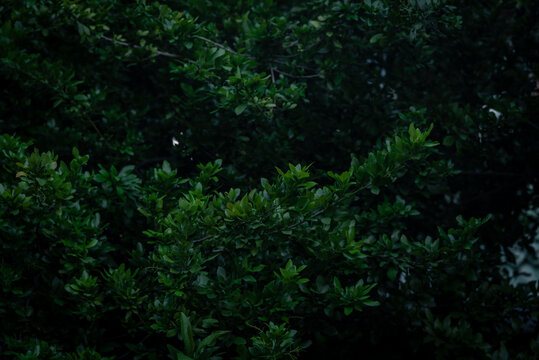 Green leaves with blur green tree background