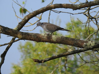 Pigeon on a branch