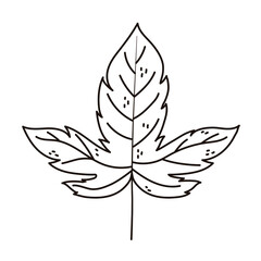 Fototapeta na wymiar autumn maple leaf foliage isolated icon line style