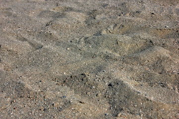 Natural texture of wet sand. Close-up photo. Background.