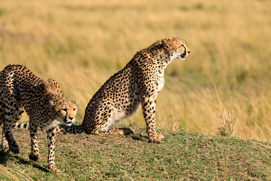 Geparde in der Masai Mara in Kenia