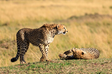 Safari an der Masai Mara in Kenia, Afrika. 