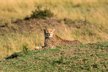 Safari an der Masai Mara in Kenia, Afrika. 