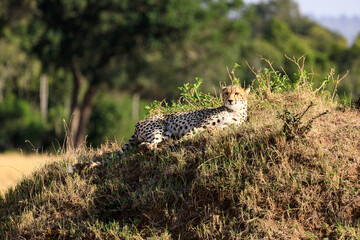 Gepard in Afrika, Kenia