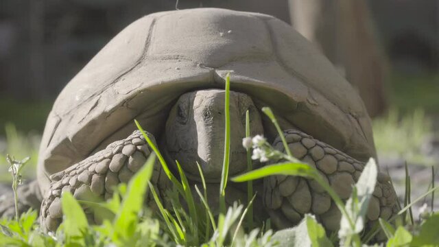 Close up to tortoise sunbathing, Geochelone chilensis