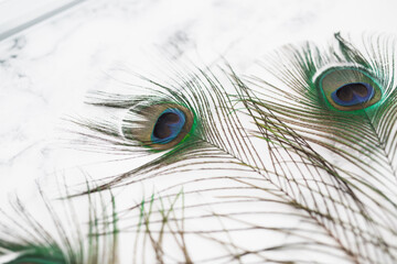 Obraz premium Peacock Feathers