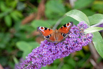red admiral butterfly on pink flower garden in summer