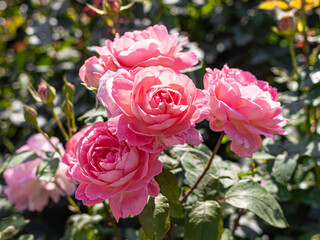Pink grandiflora roses in the city Park