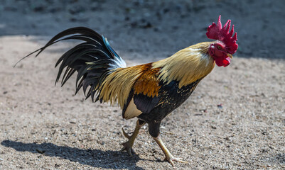 Red crested Fighting cock