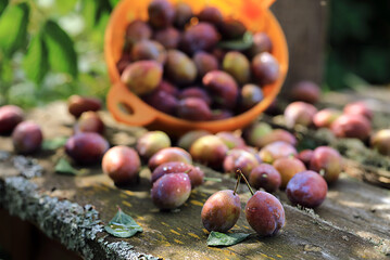 Fresh ripe plums in a basket on a wooden table in the garden.