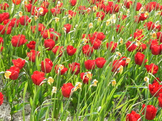 A large number of red flowers