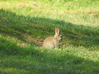Rabbit on the grass