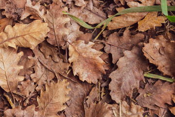 Oak leaves on the ground, toned. Autumn nature close up. Dry leaves top view. Forest in fall. Seasonal nature. Dead foliage. Colorful leaves macro. 