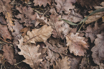 Oak leaves on the ground, toned. Autumn nature close up. Dry leaves top view. Forest in fall. Seasonal nature. Dead foliage. Colorful leaves macro. 